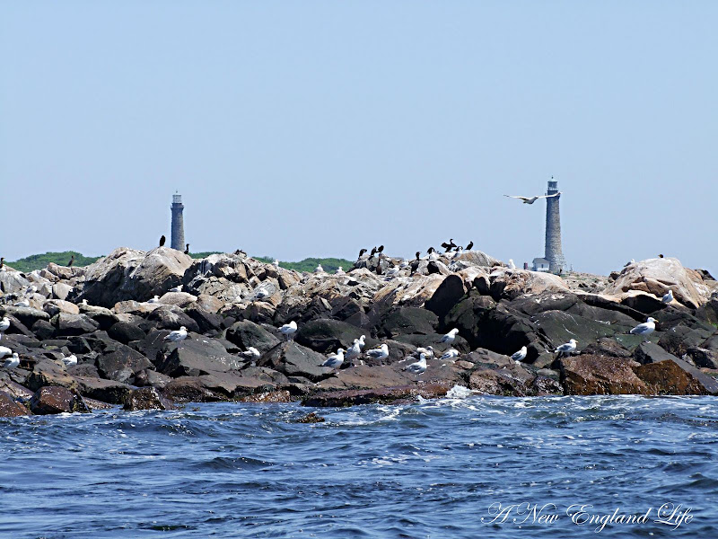 A New England Life Milk Island and the Twin Lighthouses
